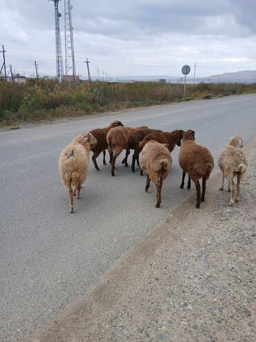 корм для кошек: Bordaqlıq erkəy quzular satılır at lalafo.az корм для кошек: Bordaqlıq erkəy quzular satılır