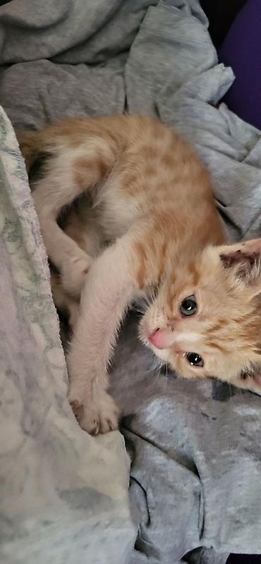рыжие кошки: Отдам в добрые руки котенка. Очаровательный малыш с классическим рыжим — 1