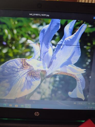 Садовые цветы и кустарники: Саженцы цветка: Платная доставка — 6