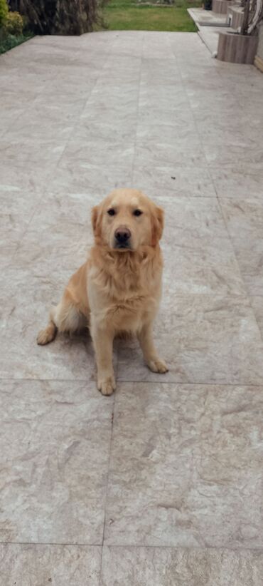 golden retriever satilir: Retriever, 7 ay, Erkek, Ünvandan götürmə