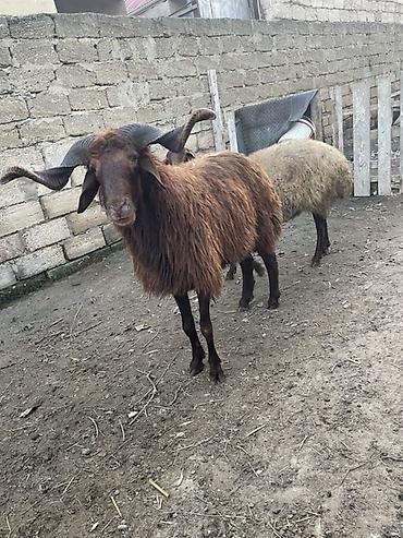 qala sortu qoyunlar: Temiz mor karaman cinsidir 1 yaş 2 aylıqdlr başqa qoyunlarda var — 6