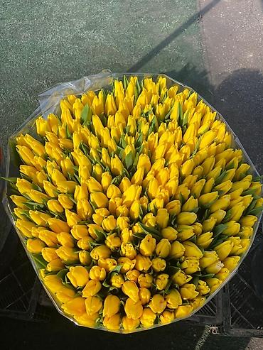 Букеты из живых цветов: Продаем тюльпаны отличного качества, высота и бутон крупный, высокие — 7