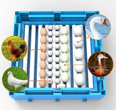 морозильная камера для мороженого бу: Inkubator Zavod 65 yumurtaliq, Yalniz uzerinde Expert Logosu olan