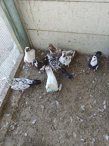 bulbul quşu satışı: Salam 8 ədəd tutulma, sağlam quşlardır. Hamısı 35 AZN Əbreş ərkey — 8