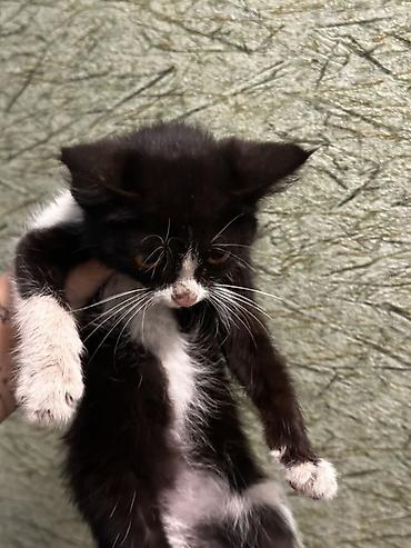 отдам котят бесплатно: Отдам в хорошие руки Котёнок, чёрно‑белый, девочка 2,5 месяца, очень — 1