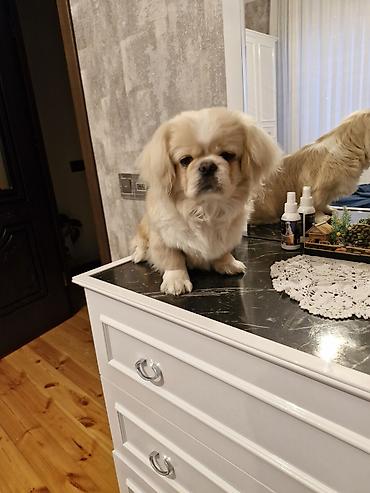 pulsuz itlerin verilmesi: Pekines, 2 il, Erkək, Cütləşmə üçün — 3