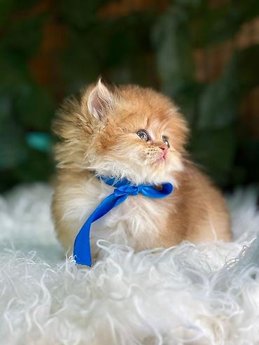 Pişiklər: Fars — 9