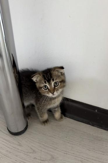 донской сфинкс: Котёнок, предположительно скоттиш‑фолд (вислоухий тип). Окрас табби — 1