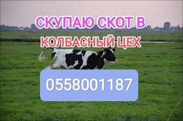 где купить домашних животных: Куплю | Коровы, быки, Лошади, кони | Круглосуточно, Любое состояние, Забитый