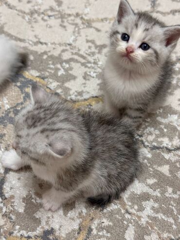 Pişiklər: Şinşilla, Erkək, Dişi, Yaxşı əllərə, Ünvandan götürmə