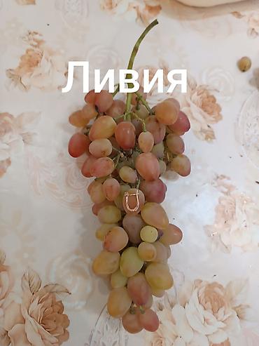 семена ель: Ландыш, кишмиш Лучистый, Академик, Аркадия, кишмиш Юпитер,Ливия — 9