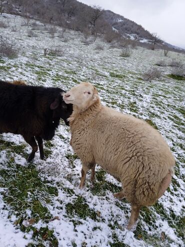 Qoyunlar, qoçlar: Dişi, il: 2, 80 kq, Damazlıq — 1