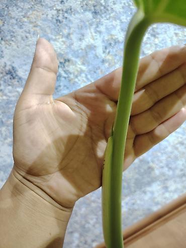 монстера: Monstera deliciosa (Şveytsariya pendiri bitkisi) – dekorativ böyük — 2