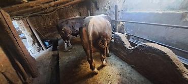 алатоо коровы: Продаю | Бык (самец) | На откорм | Привязанные — 3
