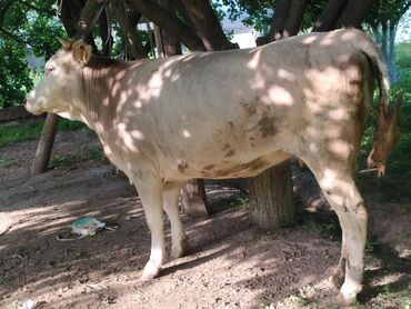 коровы животные: Продаю | Корова (самка) | На забой | Племенные