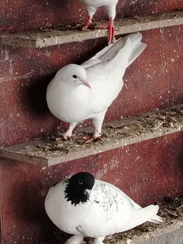 Göyərçinlər: Məhsul: Qüvərcinlər (dekorativ və uçuş növləri) Təsvir: - Rənglər — 3