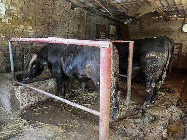 Коровы, быки: Продаю | Бык (самец) | На откорм | Привязанные — 13