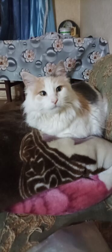 бельгийская кошка в Азербайджан | КОТЫ: Кошка 3 года стерелизованна только ответственным людям отдаётся