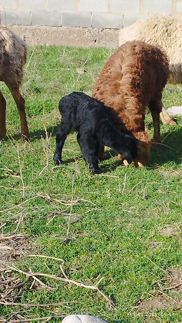 Баран, овца: Продаю | Овца (самка) | Для разведения | Матка — 6