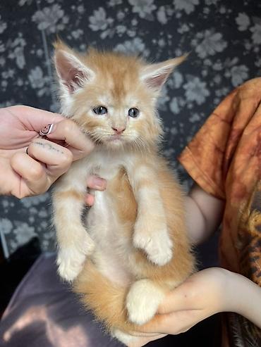 Продажа кошек: ✨ Эксклюзивные полидактильные мейн-куны ✨ Предлагаются к продаже — 8