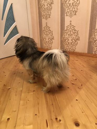 norka heyvan: Pekines, 3 il, Erkək, Sənədli, Ünvandan götürmə — 3