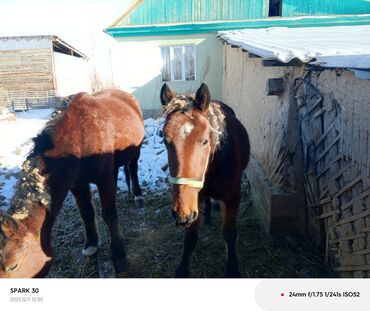 Лошади, кони: Продаю | Жеребец | Полукровка | Для разведения | Племенные — 1