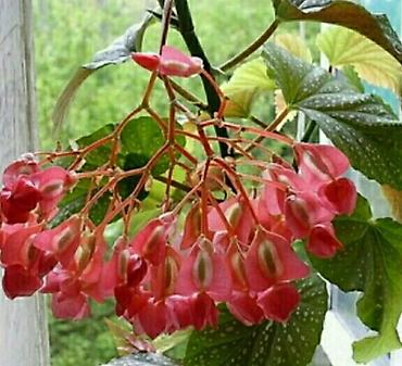 Другой декор и предметы интерьера: Распродажа остатков, комнатные растения по 100 сом. дорогие цветы тоже at lalafo.kg — 13 Другой декор и предметы интерьера: Распродажа остатков, комнатные растения по 100 сом. дорогие цветы тоже — 13