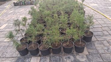 Үй жана бакча: Көчөттөр дарактардын: Кызыл карагайлар, Акылуу жеткирүү