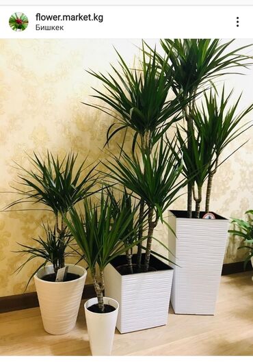 бамбук растение: Кашпо для цветов, Цветочные горшки Объем разные Производство