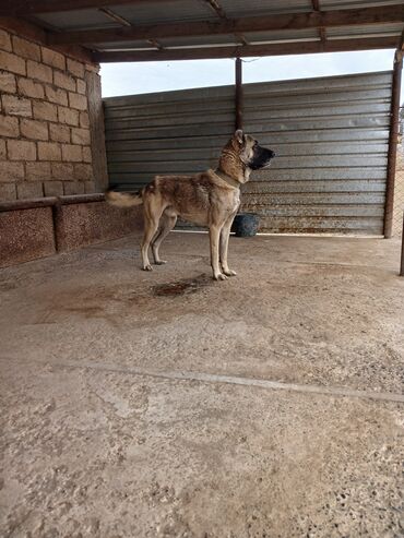 akvarium ve baliqlar: Qurdbasar, 11 ay, Erkek, Peyvəndli, Ünvandan götürmə