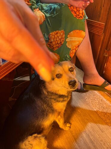 собаки долматинец: Отдам даром очень умную дворовую собачку 10 лет в хорошие руки