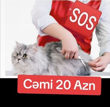 Другие услуги: Pişik,it 🐾ümumi qulluq🆘 Diqqət,yalnız bu reklamın şəkli mənə atıldıqda