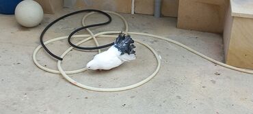 Göyərçinlər: Sari qara cutdu.sarinin ata anasi 6 saat ucur .cutu 45manata.pavlin 10 — 3