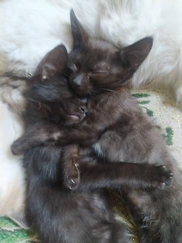 кошка мальчик: Котики 4 месяцев, очень игривые, любят людей, всё кушают, приучены к — 2