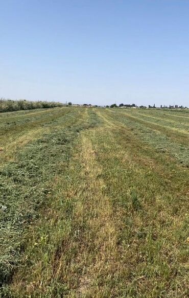 аренда земельного участка под бизнес: 265 соток, Айыл чарба үчүн, Техпаспорт