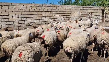 Qoyunlar, qoçlar: Dişi, il: 1, Damazlıq, Pulsuz çatdırılma — 18