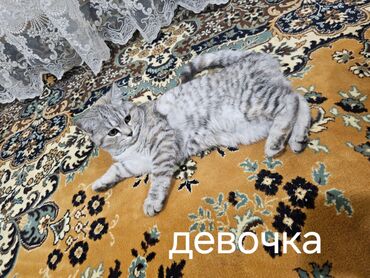 шотландская кошка черная: Кошка даром: Скотиш Страйт (Шотландская прямоухая), Мальчик, Метис