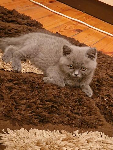 Pişiklər: Yaxşı əllərə — 11