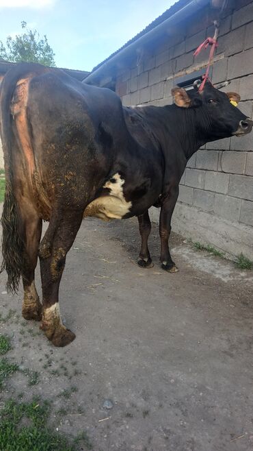 Продаю | Корова (самка) | Бельгийская | Для молока | Искусственник