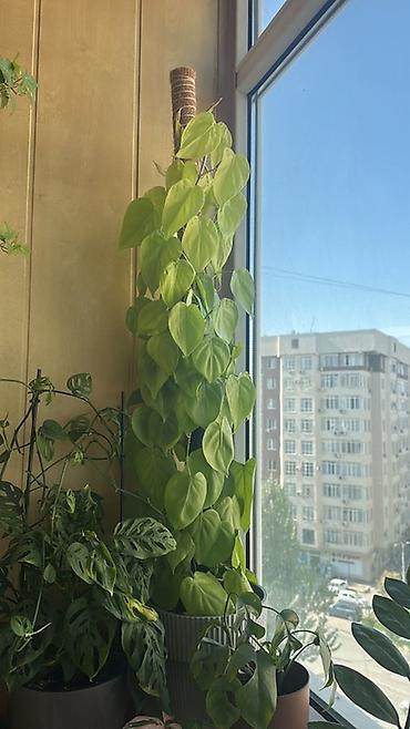 эпипремнум золотистый: Эпипремнум неон(Epipremnum aureum ‘Neon’) на опоре - Крупное — 1