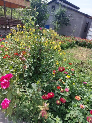 Bağ evlərinin kirayəsi: 110 kv. m, 3 otaqlı, İnternet, Qaz, Su — 24