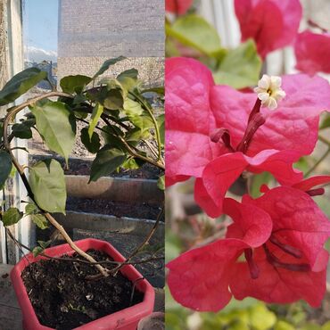 большие комнатные растения: Продаю большую Бугенвелию красного цвета г.Каракол
