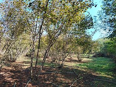 caravan satışı: 54 sot, Kənd təsərrüfatı, Kupça (Çıxarış) — 2