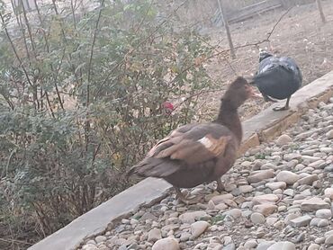 Digər heyvanlar: Lal ördəklər topdan satılır 210 dənə ördəkdir bir dənəsi 13 manat 90 — 14