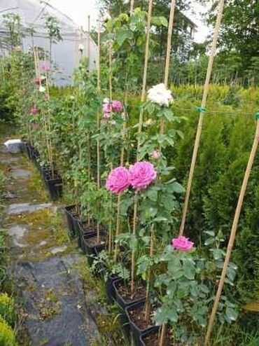 Сфера образования: Сиделка, 42 лет, Более 5 лет опыта