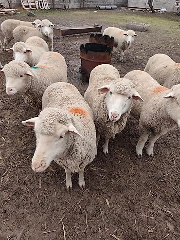 Баран, овца: Продаю | Овца (самка), Ягненок, Баран (самец) | Меринос — 8