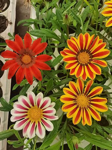 flowers: Рассада декоративных однолетников из теплицы - Ассортимент: цинния — 2