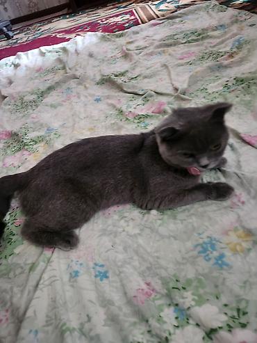 кошка вислоухая: Шотландская вислоухая кошка (Scottish Fold), окрас голубой (плотный — 2