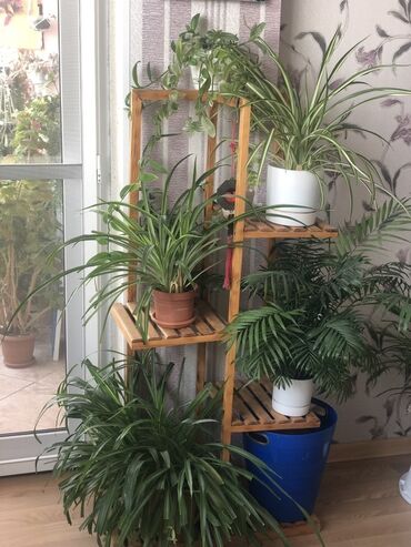 Otaq bitkiləri: Комнатные растения Крестовник — крупные и мини-растения Каменный — 23