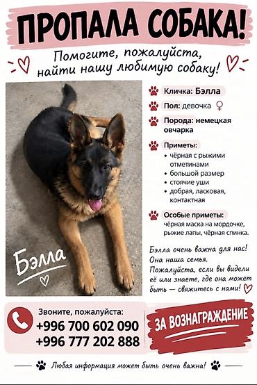 Друзья, ❗️ ПРОПАЛА СОБАКА — НЕМЕЦКАЯ ОВЧАРКА Вчера вечером выбежала at lalafo.kg Друзья, ❗️ ПРОПАЛА СОБАКА — НЕМЕЦКАЯ ОВЧАРКА Вчера вечером выбежала